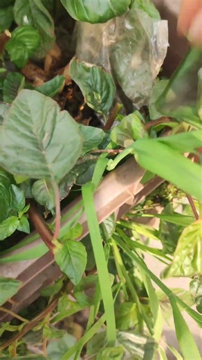 harvesting the green vegetable #countrybeauty #food #nature