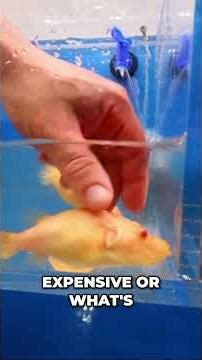 Monster Fish & Tropical Fish Haul! #shorts