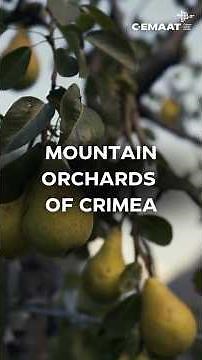 MOUNTAIN ORCHARDS OF CRIMEA