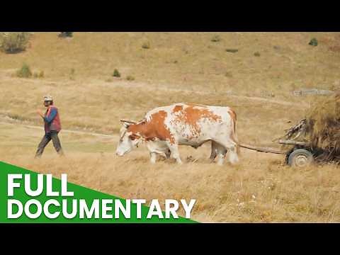 Hard Life of Mountain Farmers, Harvesting Hay & Preserving Traditional Farming Practices