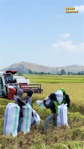 Advantages of Combine Harvester Rice Harvesting Machine