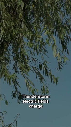 Why Treetops Glow Blue in Storms - Corona Discharge