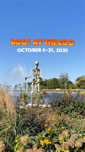 BOO! AT THE ZOO | @brookfieldzoo 📍8400 31st St. Brookfield, IL BOO! AT THE ZOO is even bigger this year! You’re able to enjoy the family-friendly Halloween celebrations on both the weekdays and weekends now. The perfect Halloween celebration for the entire family 🎃 ✨ Comment BOO for the full list of activities and schedule!✨ All week long: Enjoy trick-or-treating at select locations, see all of the festive decorations, ride the spooky carousel and enjoy spooky drinks and treats. Weekends Only: