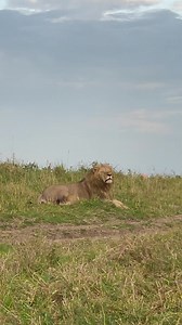 34K views · 908 reactions | Coming face to face with the lion can be daunting! Easily capture amazing wildlife videos with Nikon Z 7II camera that lets you zoom-in and record everything up-close and personal. Watch this exciting reel by #NikonExpertive Subhash Nair ( Subhash Nair - Wildlife & Nature Photography) get inspired to capture your own adventures! Lens Used: AF-S Nikkor 400mm f/2.8E FL ED VR #Nikon #NikonIndia #NikonReels #NikonZ7II | Nikon | Facebook