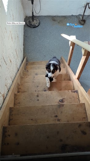 628K views · 6.3K reactions | This Australian shepherd puppy learning how to use the stairs is the most adorable thing you'll see today. 凉 https://gma.abc/3VGR2sx | Good Morning America | Facebook