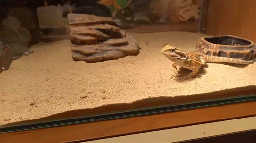 Anita Bellini Berlusconi (@anita.bellini.berlusconi) videója, benne: Tatta-tara-tah! - Zyranetta