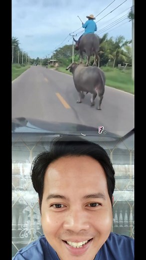 “Just Saw a Cow Riding Another Cow?! The Farm Has Gone Crazy! 藍” “I...