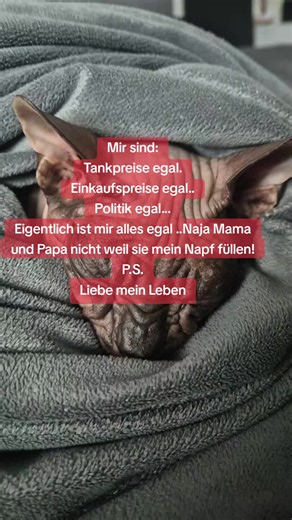 #foryoupage❤️❤️ #gizmo #sphynxcat #humor
