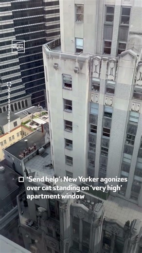 New Yorker Agonizes Over Cat Standing On High Rise Window