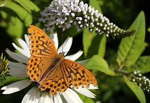 Gooseneck Loosestrife Care and Growing Guide