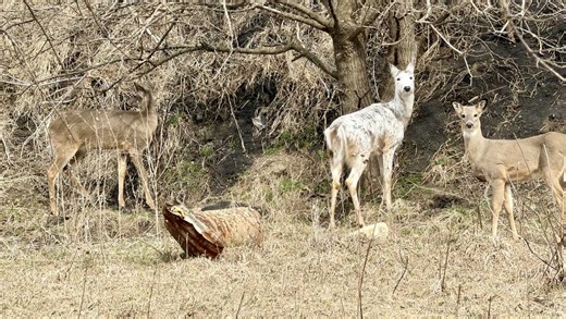 See photos of beautiful piebald deer in Carroll, Iowa