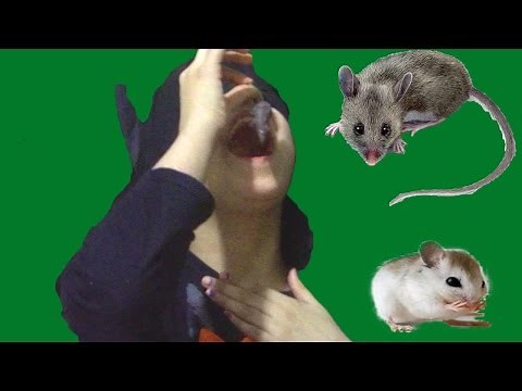 Batgirl eating mouse