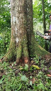 Big mahogany tree felling in the farmer's mountain slope. | Yulianto