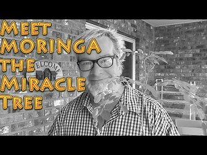 Meet Moringa Oleifera The Miracle Tree