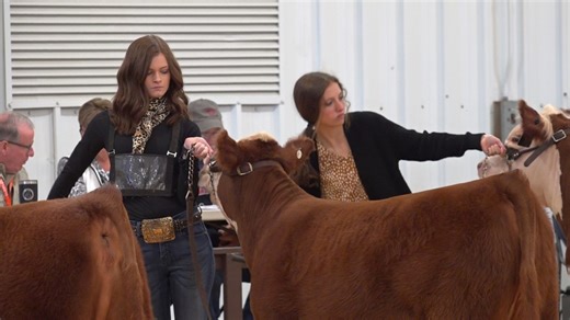 High school students show off beef cattle at South Carolina State Fair