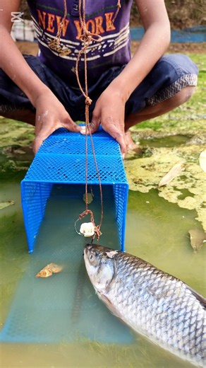 Unbelievable Fish Trap challenge fishing video #fishing #shorts