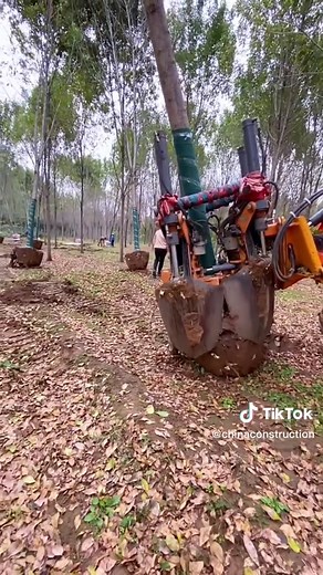 Master of Moving Trees in China