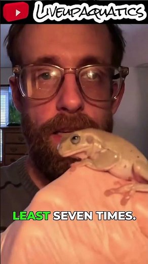 This Tree Frog's Croaking is Insane #frog #reptile #pets
