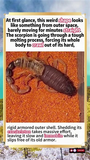 Is This An Alien Creature? It’s Just A Scorpion Molting Its Exoskeleton#animals #wildlife