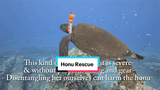 Sea Turtle Rescue: Maui Team Saves Turtle Entangled in Fishing Line