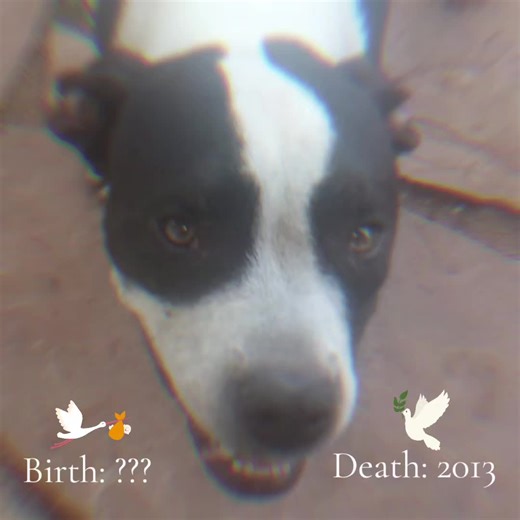 Rest in Peace ???-2013 Sep. #animalabuse #dog #loss #gonebutneverforgotten