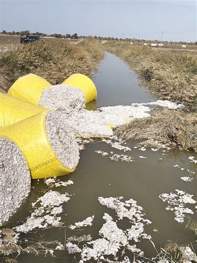 Cotton Transport on Flatbed Trailer | MrGeorge Cotton Farm