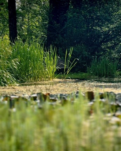🌿✨ Goditi la bellezza della natura e rilassati a pochi passi dal centro storico di Brunico. . 🌿✨ Genieße die Schönheit der Natur und entspanne nur wenige Gehminuten von Brunecks Altstadt entfernt. . 🌿✨ Enjoy the beauty of nature and relax just a short walk from Bruneck's old town. . 📍 Bruneck / Brunico #wearekronplatz #kronplatz #plandecorones #beyondbruneck #bruneck #brunico | Kronplatz