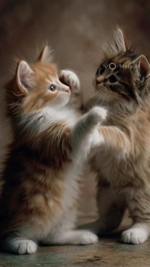 Beautiful kittens #cat