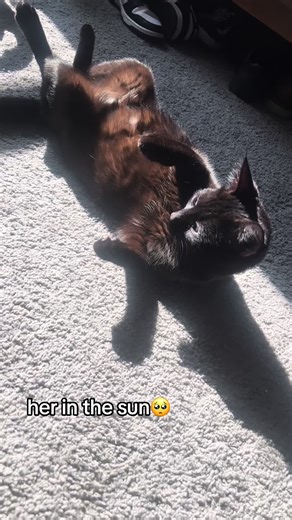 yall is the concrete slab worth it #cattok #fypシ゚viral #catsoftiktok #cats #viral