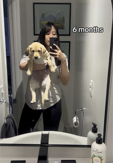 Adorable Labrador Puppy Growth Journey in 9000 Takes