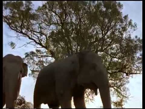 Trailer El Arca de Noé (1999) español