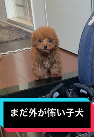 散歩が好きになると嬉しい #トイプードル #poodle #子犬 #Baby #赤ちゃん