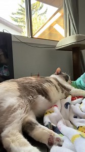 Fritz has a large primordial pouch and it makes her look chonky, but ... | Fritz Cat