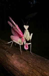 68K views · 1.9K reactions | Hisao Kanno on Reels | Facebook