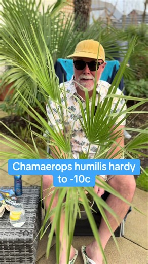 Chamaerops humilis is a really tough palm coping with frost, wind and drought and loves a sunny well drained spot in the ground or a pot #chamaeropshumilis #hardypalms #tropicalgardens #exoticplants #creatingamediterraneangarden @YOU GARDEN LIMITED