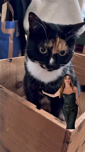 Good ol times within a box 🥲 #cat