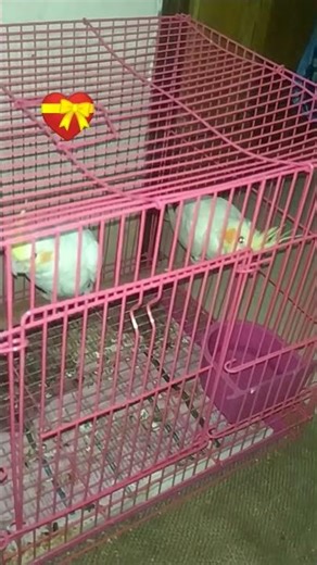Cute babies 💝 #birds #cockatiel #cute #love #ytshorts #ytviralshorts #viralshorts#viral #yt #fyp