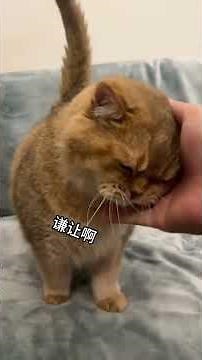 【#PuPu噗噗】这难道就是自适应小猫吗 #蓝氏奶盾猫粮 #蓝氏猫粮 #猫粮推荐 #万物可爱计划 #新猫到家