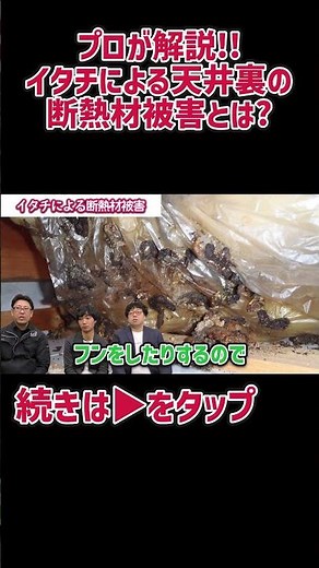 【プロが解説！！】イタチによる天井裏の断熱材被害とは？