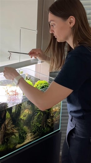 Replanting forest scape #aquarium #aquascape #aquascaping #plantedtank #plantedaquarium