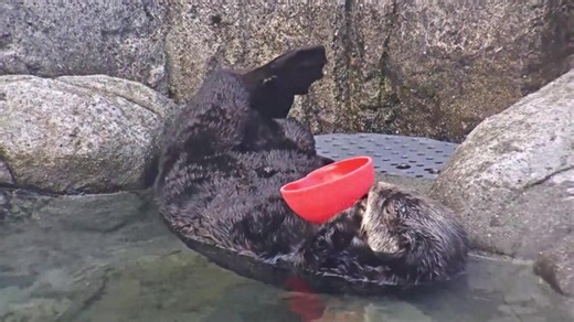 🌊 🌈 Otter Highlights-athon ─ Otters. All of them. Everywhere. And an ocean ASMR soundtrack to relax with. 🌊 🏳️‍🌈🍁