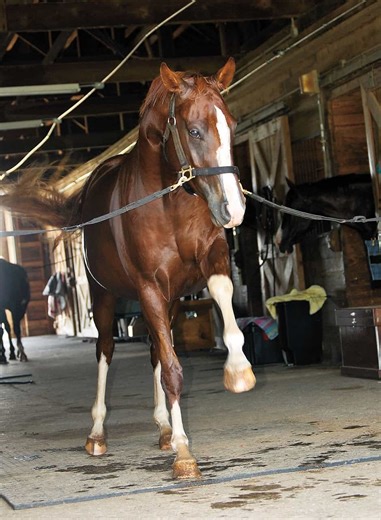 Podcast: Mare Hormones and Behavior