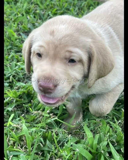 🐾 Classic, Loyal & Family-Perfect — AKC Labrador Retriever Puppies Available! 🐾