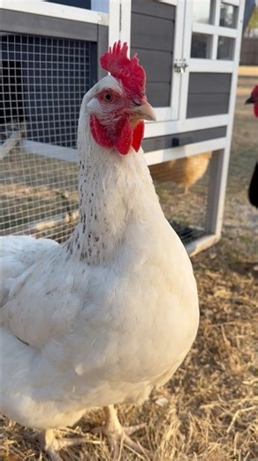 Most Beautiful Chicks Ever! ✨