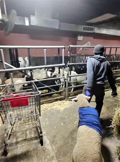 Mansaf Journey: Bringing Tradition to Family Gatherings