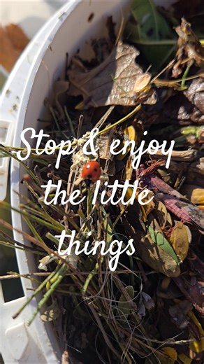 #pov #vlog #asmr #nature #foryou #fyp #life #live #ladybug #aztecviking #meditation #peace #love