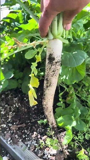 Asian vegetable: Daikon radish for flat stomach, healthy lungs, and glowing skin