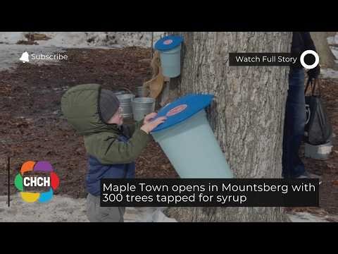 Maple Town opens in Mountsberg with 300 trees tapped for syrup