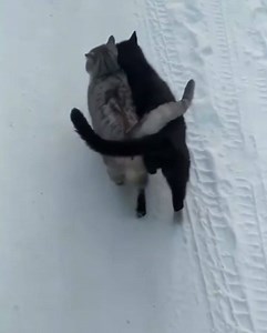 Cuddle walk ❤️ IT’S COLD! | Spells, Herbs, Stones, And Oils: Witchcraft 101