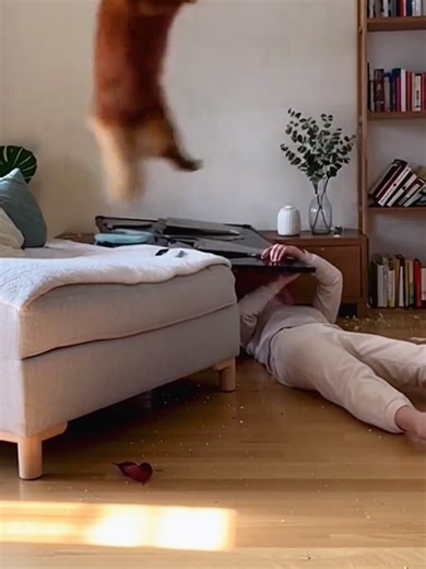 Cats vs. Dogs: Hilarious Moments Compilation